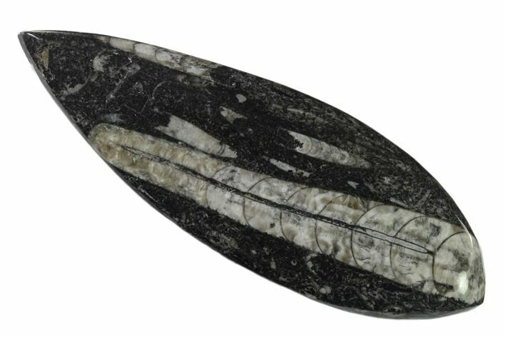 Polished Fossil Orthoceras (Cephalopod) - Morocco #138412